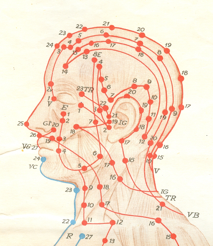 Точки на затылке. Точки акупунктуры на голове. Активные точки на голове. Меридианы на голове. Меридианы на голове человека.