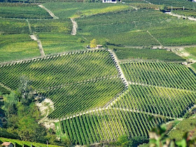 Vineyards in Piedmont
