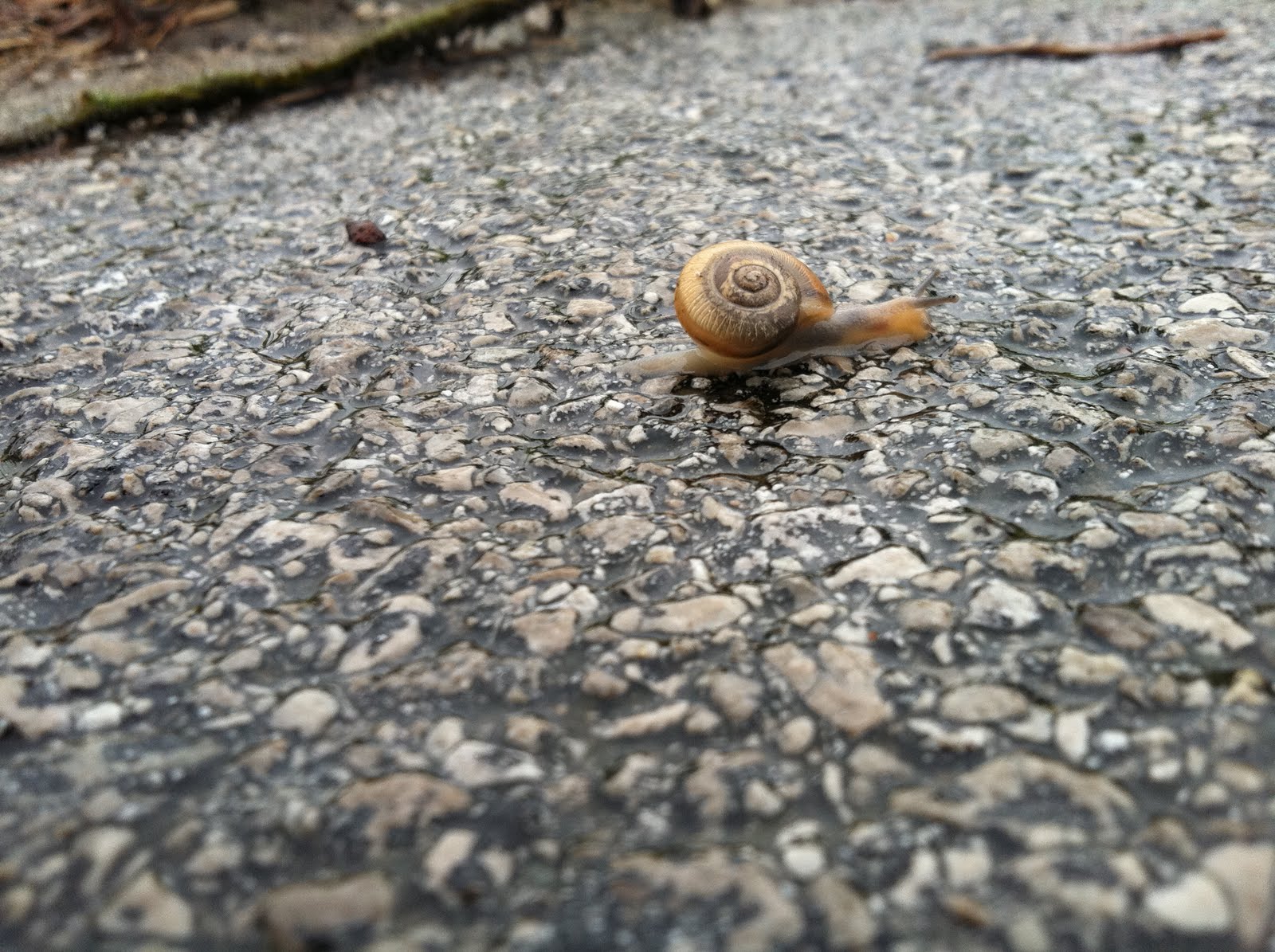 Back to Basics A Snail's Pace