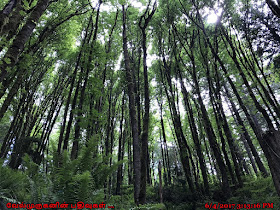 Portland Forest Park Oregon