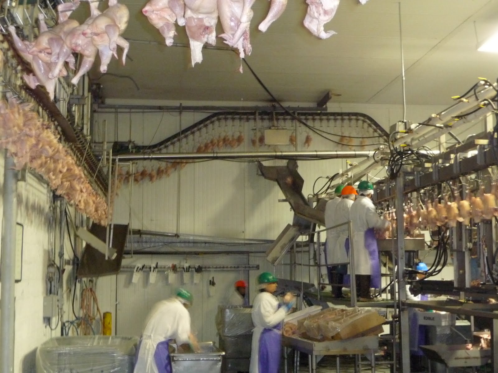 Mikey Likes Food! Pitman Farms Visit Mary's AirChilled Chickens