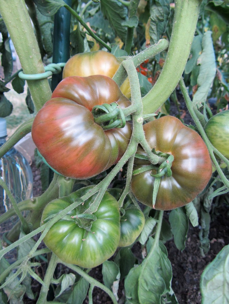 Pacific Northwest Gardener Black Tomatoes Finally Ripening