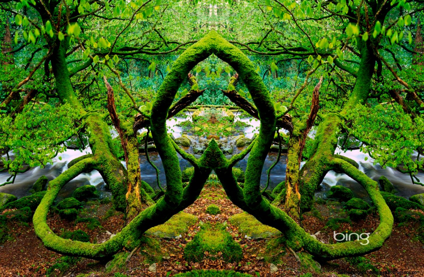 Bing Daily Wallpapers and Background