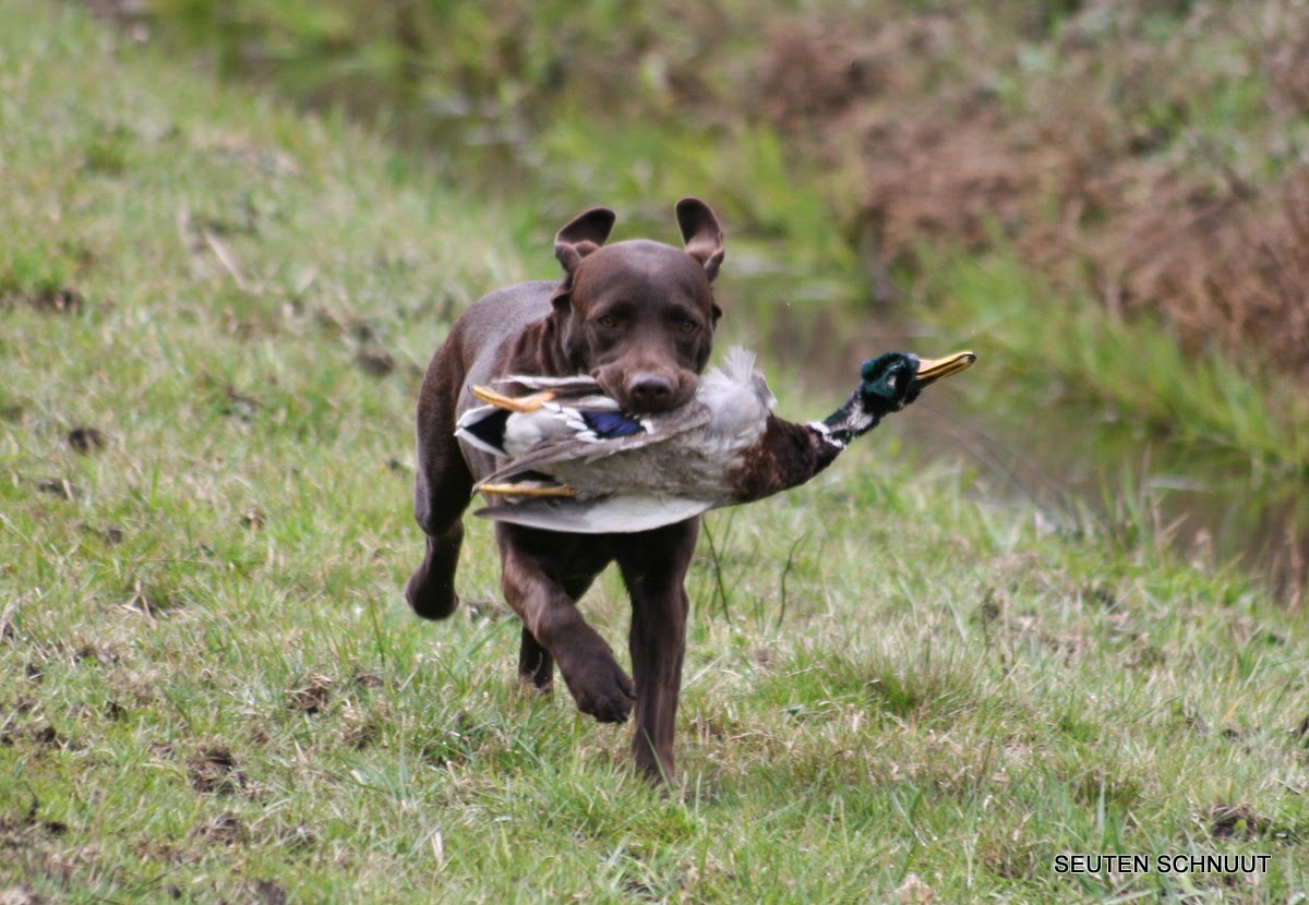 Jagdliche Geburtstagsgrüße, Labrador... joanaaurorapie net