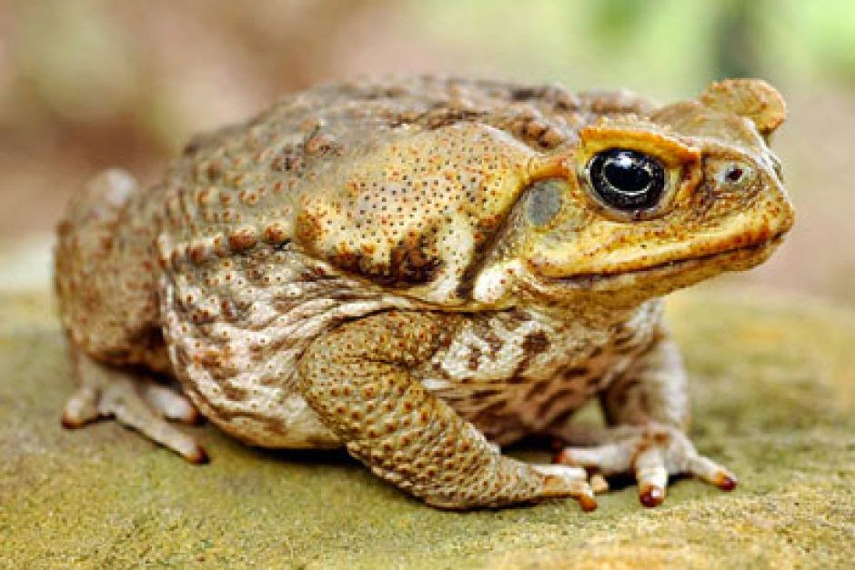 Ilan Life A Brief History Of Cane Toads