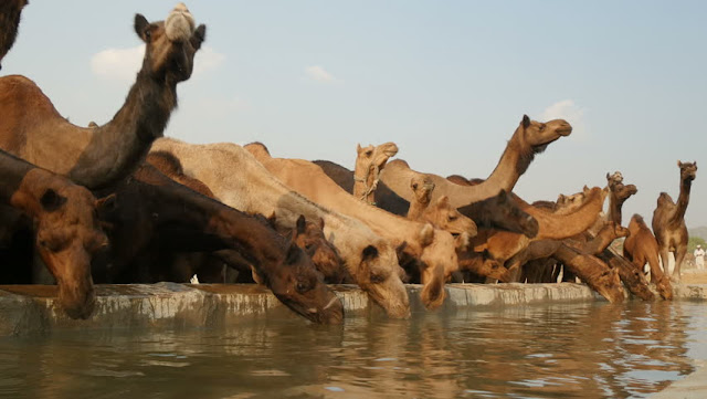 Begini Jadinya Bumi Setelah 7 Tahun Kematian Dajjal, Wajah Dunia Ternyata Seperti Ini! Begini Jadinya Bumi Setelah 7 Tahun Kematian Dajjal, Wajah Dunia Ternyata Seperti Ini!
