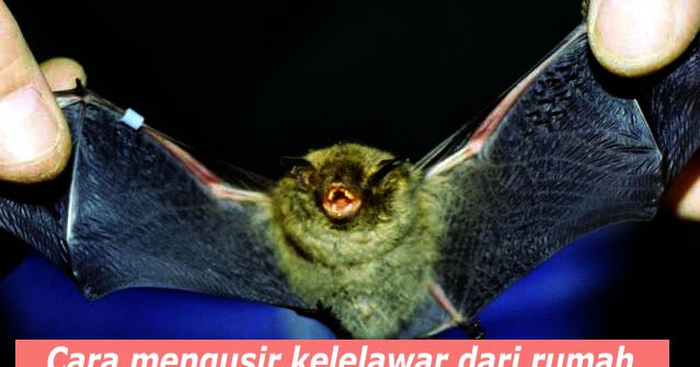 Beginilah Cara Mengusir Kelelawar Dari Atap Rumah Yang Cepat Dan Aman Beginilah Cara Mengusir Kelelawar Dari Atap Rumah Yang Cepat Dan Aman