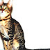 Serengeti Cat - Serengeti Cat For Sale