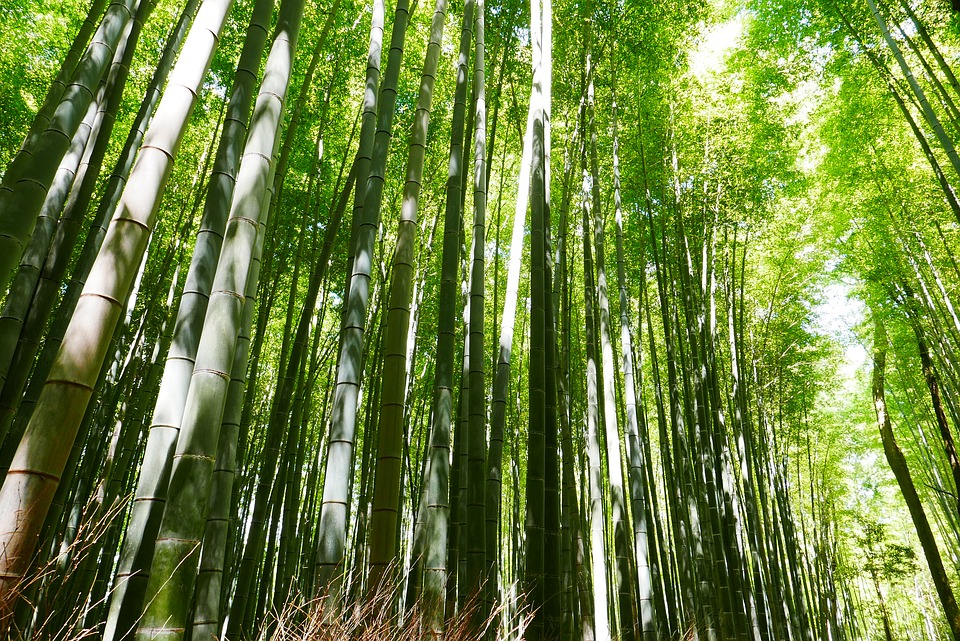 O emprego do bambu como material sustentável na construção civil