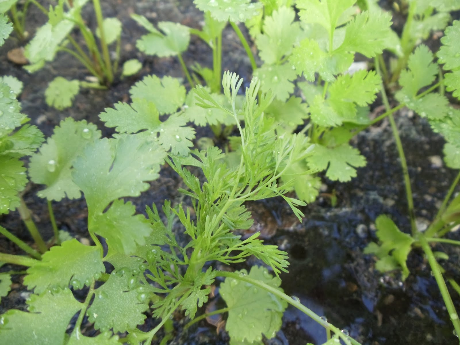 Debbie's Potager Cilantro