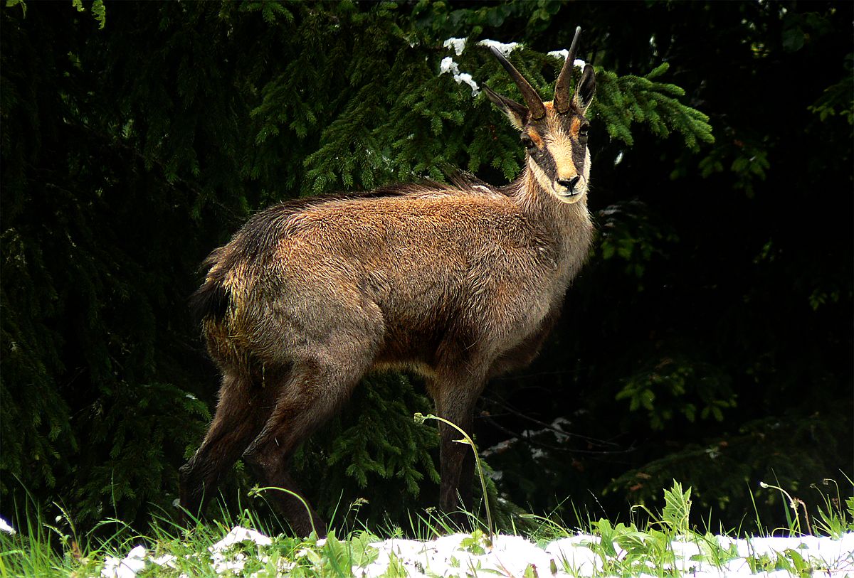 Chamois The Life of Animals