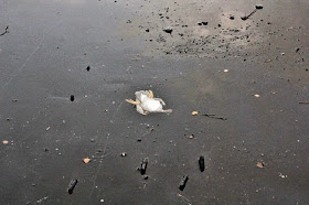 صور إنسانية مذهلة من حول العالم