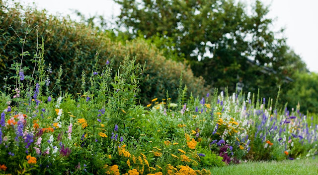 ARAÑAZOS EN EL CIELO: Contra la dictadura del césped