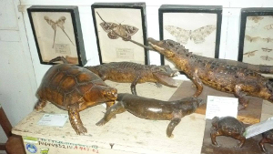 Museo de Zoología de la de la UNAS