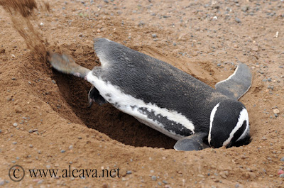 Punta Tombo - Los Pingüinos y el acondicionamiento del nido