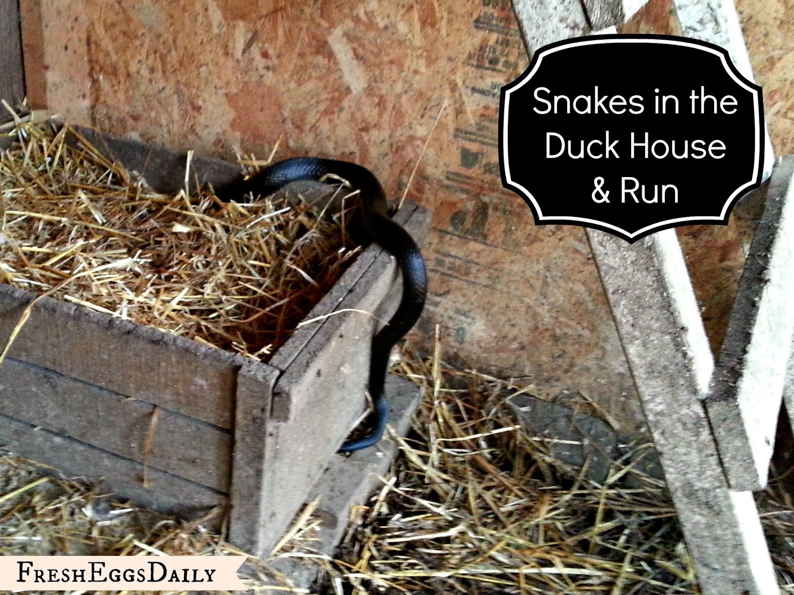 Snake in the Duck House! 9 Tips to Help Repel Snakes | Fresh Eggs 