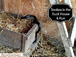duck snake snakes tips repel eggs help coop chicken chickens repelling coops daily keep backyard sulphur ducks fresh around cayenne