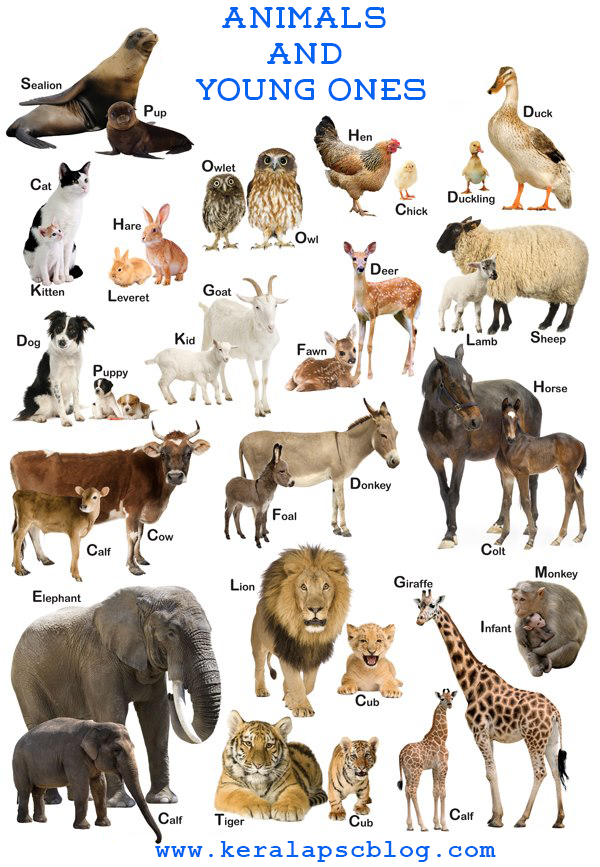 animals and their young clipart - photo #23