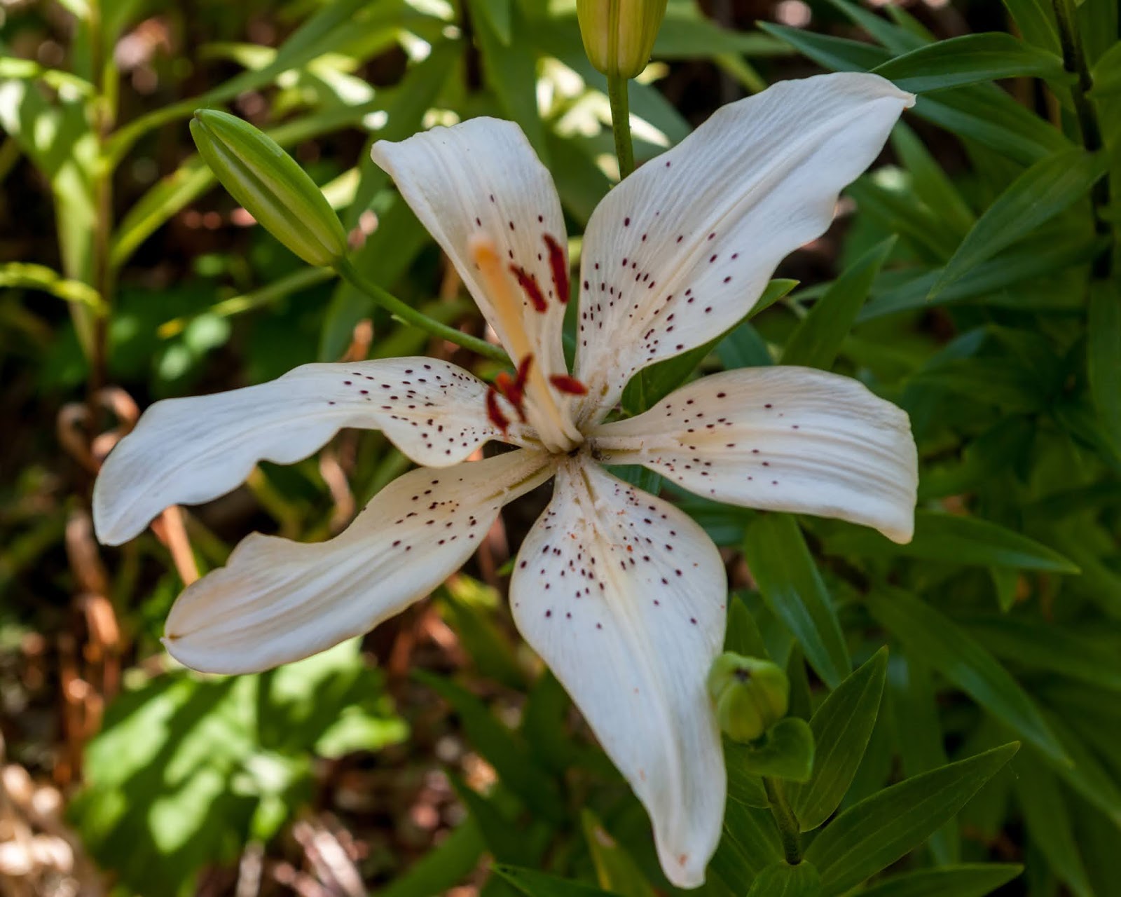 NEW SAVANNA Spots on white [flower]