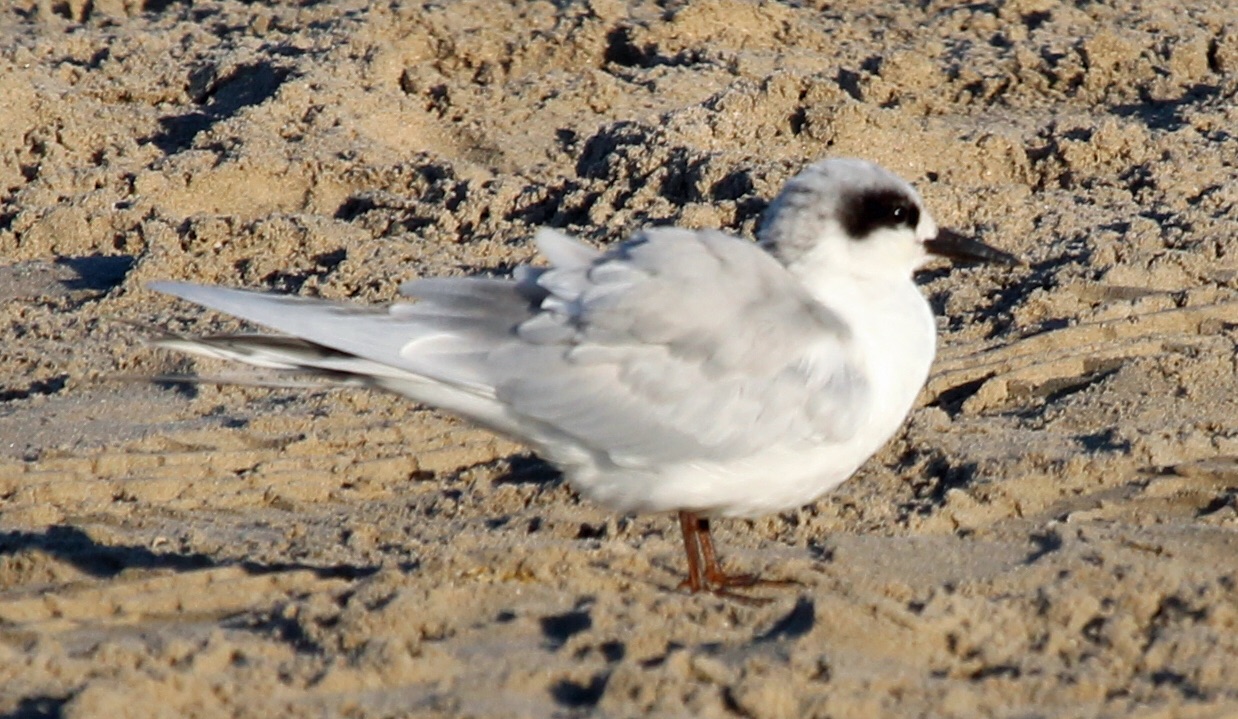 Ruminations Birds on Galveston Island