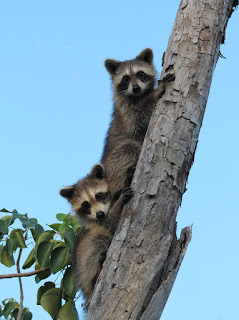 Raccoons Raccoons