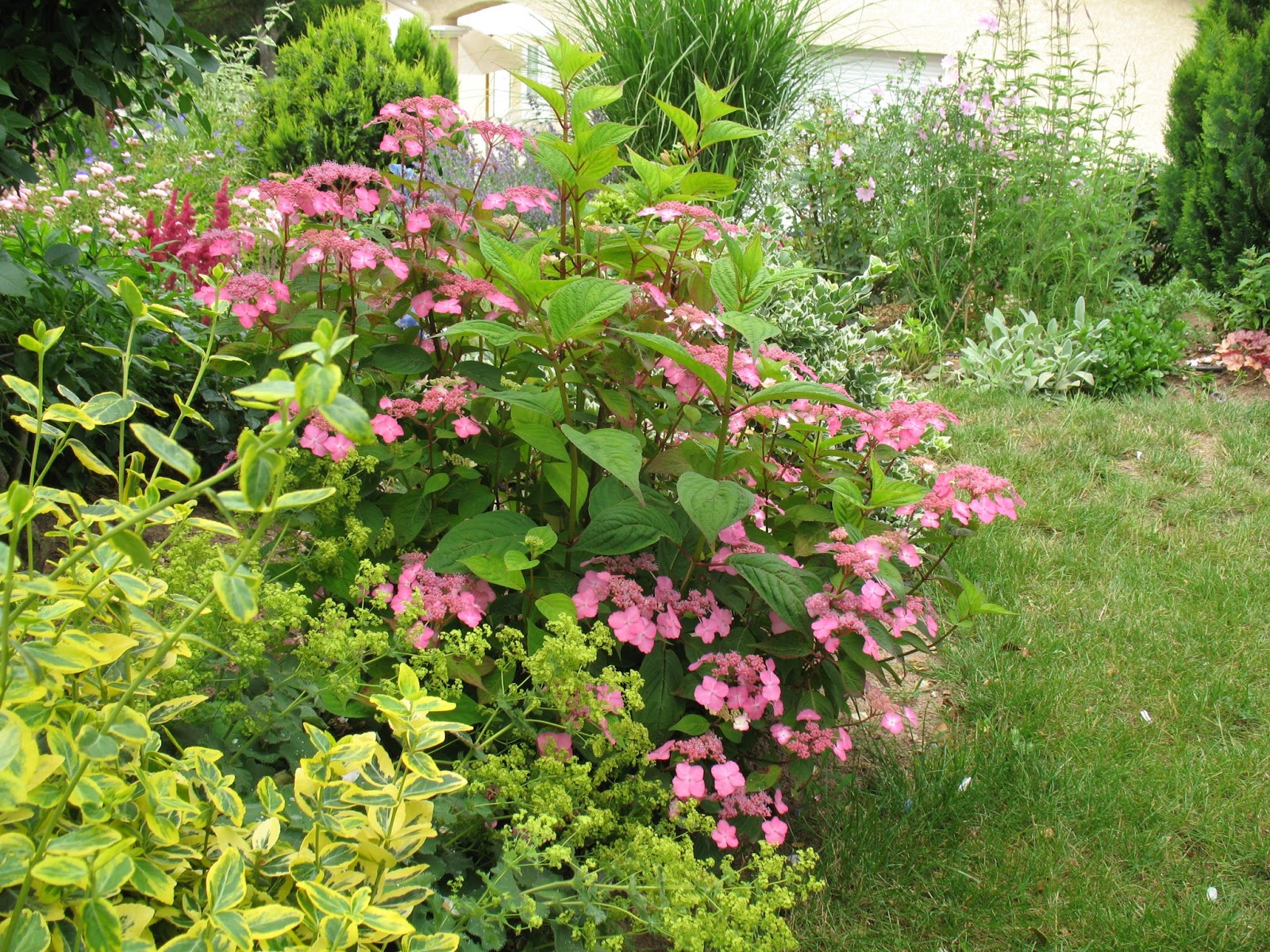 Roses Du Jardin Cheneland Hydrangea Paniculata Levana