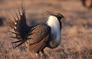 Image of a Male Sage Grouse.