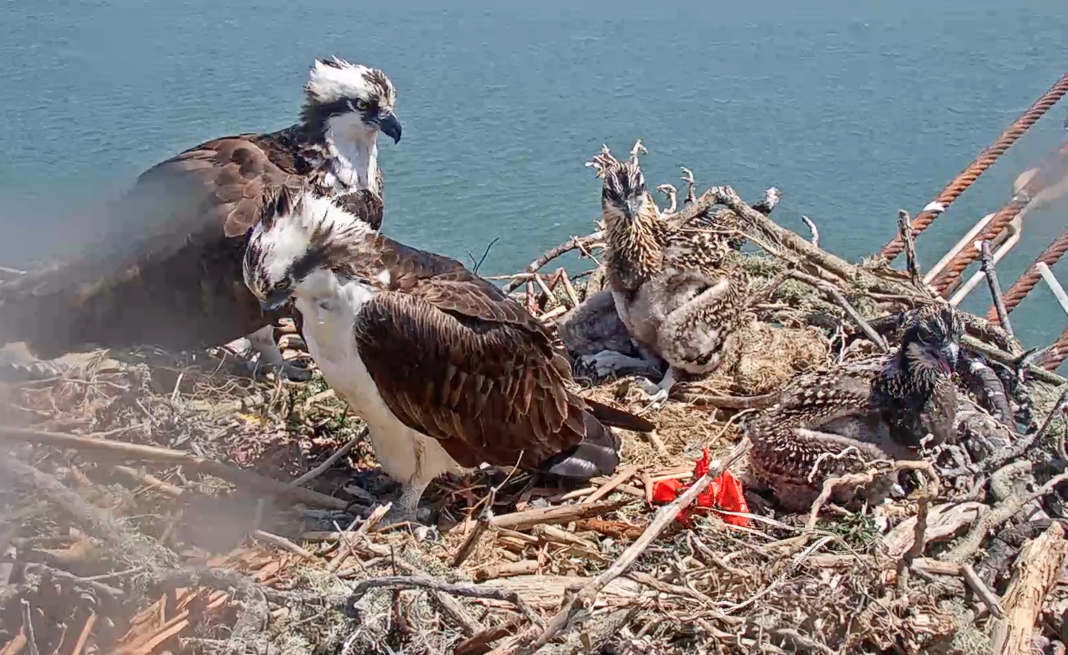 sf bay osprey live cam
