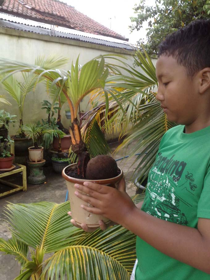 Bonsai Kelapa Mini Blogger Bonsai,Background Ppt Klasik Keren