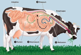 Vet in Training: Digestive Physiology and Anatomy of Cows