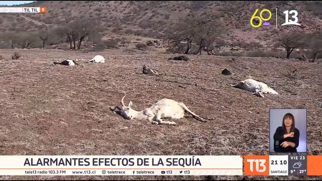 sequía acaba con la vida de animales en chile