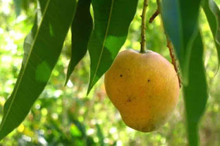 Leaves of Mango as Medicine