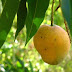 Leaves of Mango as Medicine