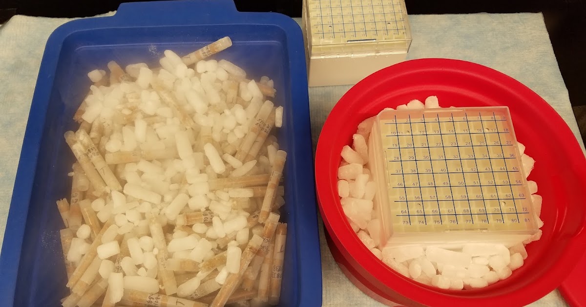 Jiri Eye Study Sample cataloging/inventory