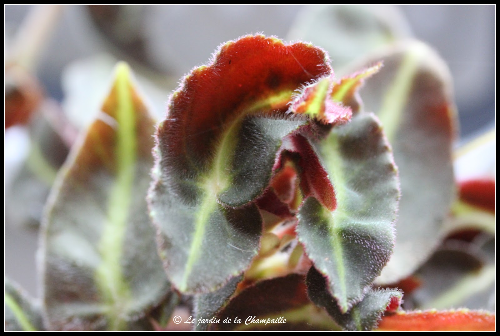 Le Jardin De La Champaille Mes Begonias