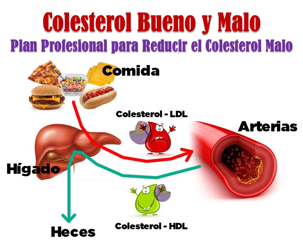 Luis- Adelgazar Rapido: Las Dos Fuentes De Colesterol - Plan para Bajar