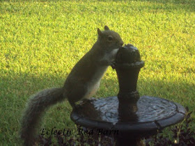 Eclectic Red Barn: Squirrel drinking from the top of the fountain