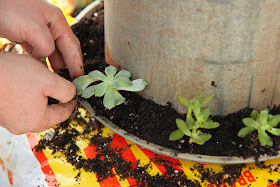 Lille Punkin': Planting Succulents in a Repurposed Poultry Waterer