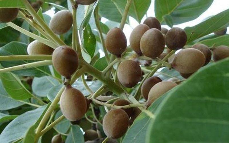 Baheda Health benefits of Churna Fruit Bark Ayurvedic Upchar