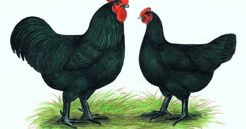 black jersey chickens
