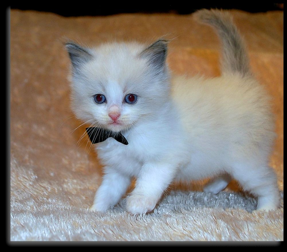 Blue Bicolor Ragdoll Kittens