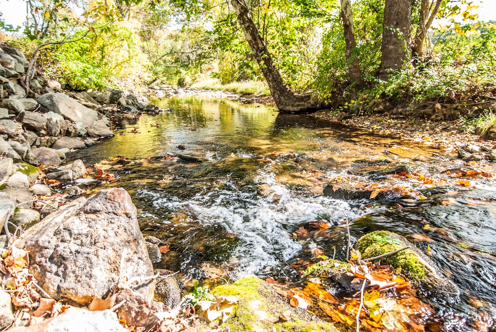 Litton's Fishing Lines Wild and Native Trout in Small, High Quality
