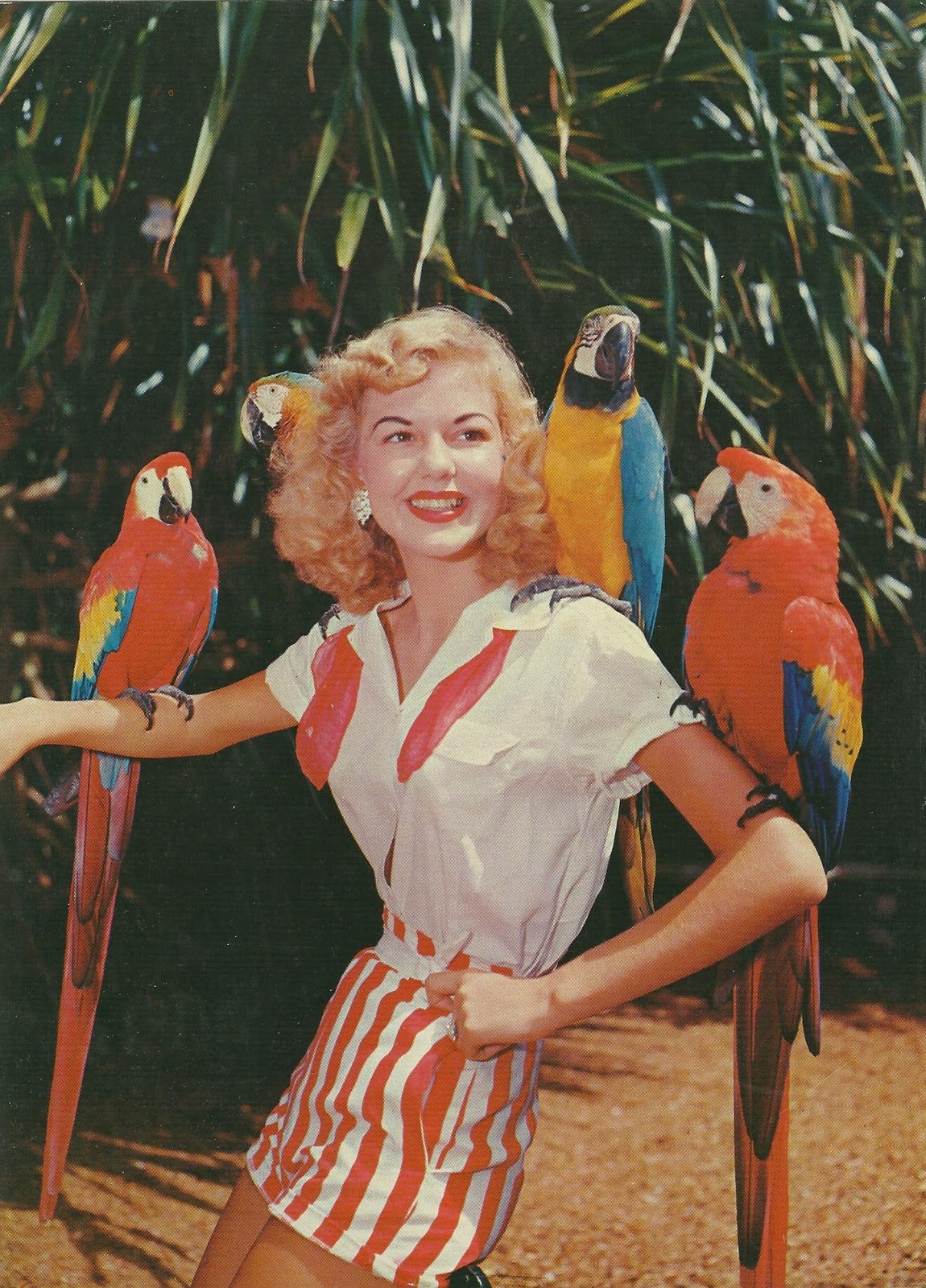 Vintage Travel Postcards Parrot Jungle