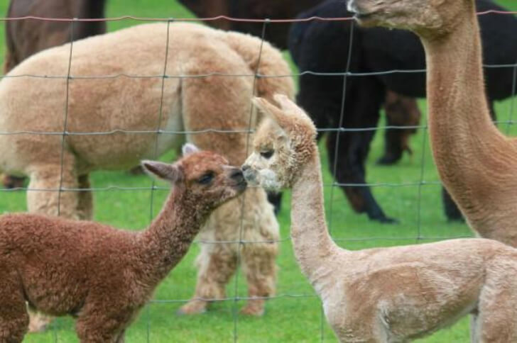 30 Adorable Alpacas That Made Our Day Happier