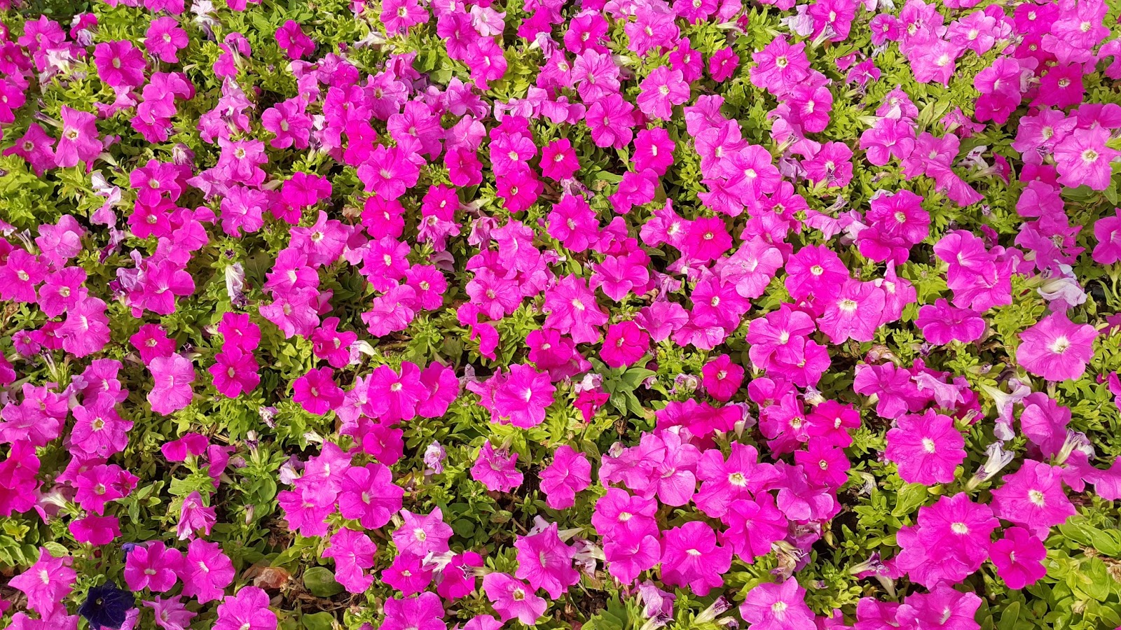 Brenda Hyde Flowers In Bahrain