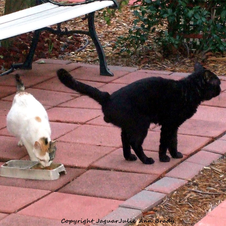 Male cats peeing - Hot porno cats peeing Male