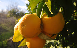 Naranjas Naturales