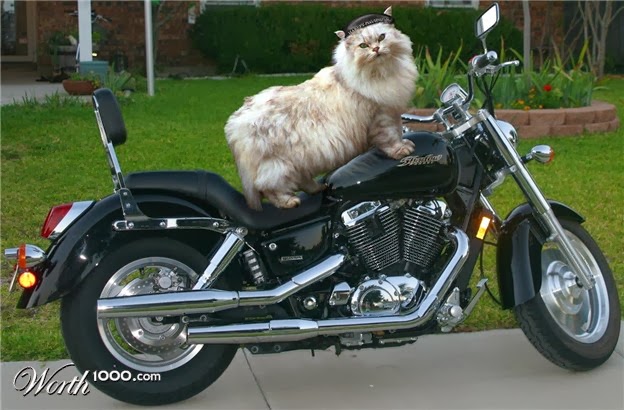 EMPEHI.COM: Motorcycle Cats