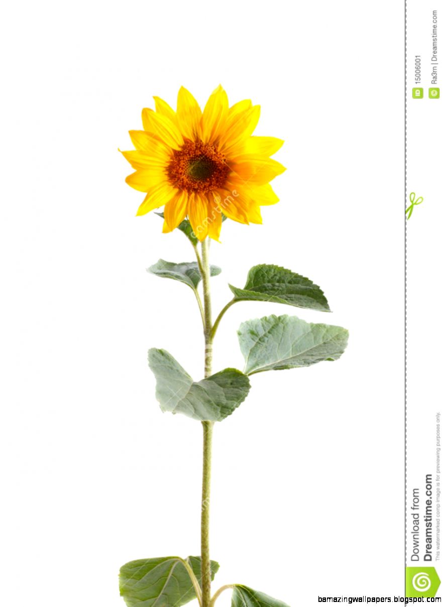 Sunflower On White Background Stock Image   Image 15006001