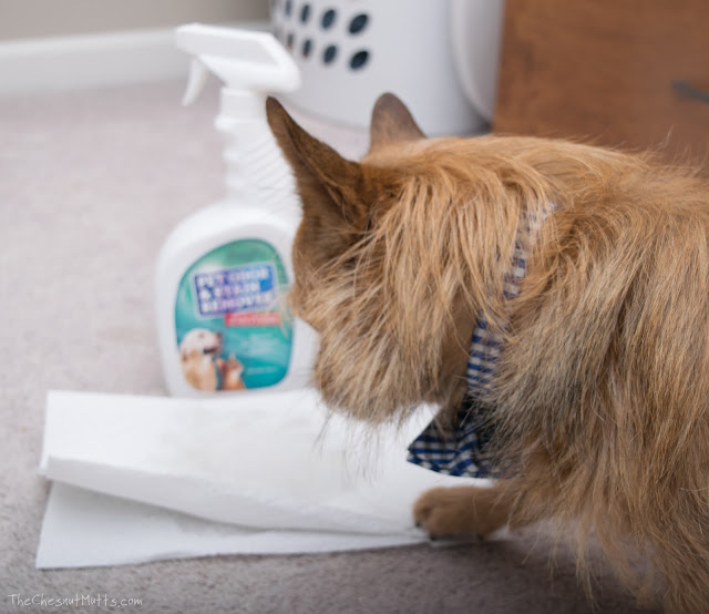 Jada cleaning up a pet accident with odor removing spray
